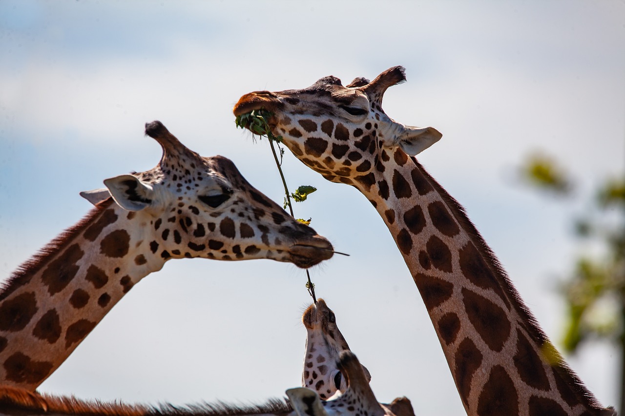 Tanzania blog